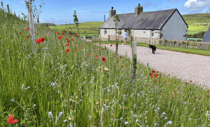 Pennant Igyn has private gardens, here is our wild flower meadow at the back of the cottage
